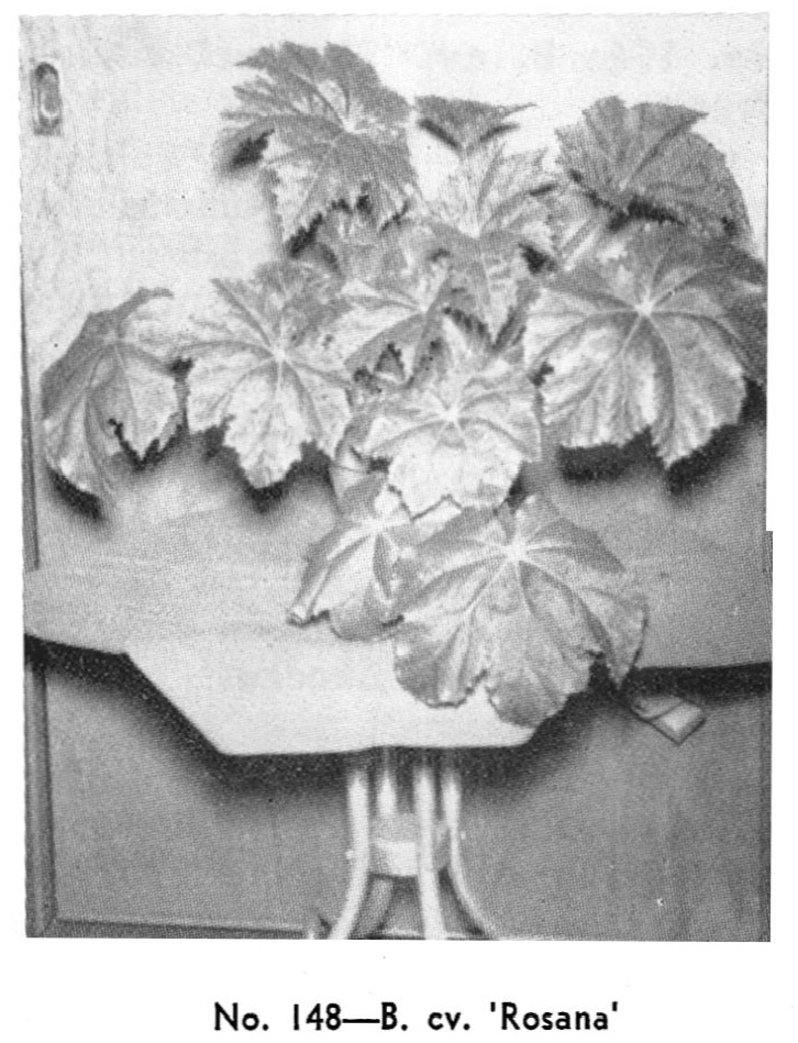 B. ‘Rosanna’